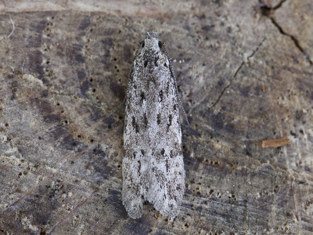 Black-speckled Groundling (Carpatolechia proximella)