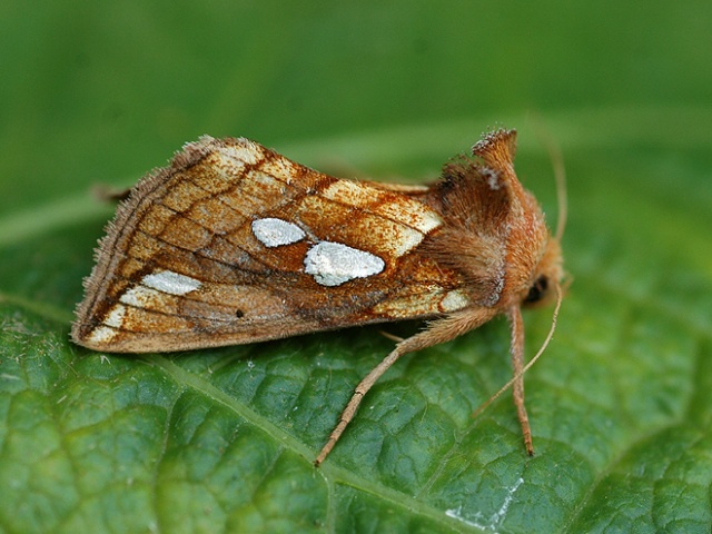 Lempke's Gold Spot (Plusia putnami)