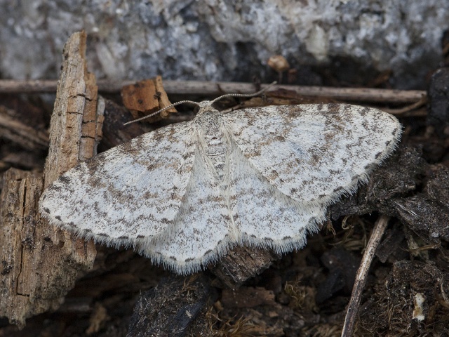 Waved Carpet (Hydrelia sylvata)