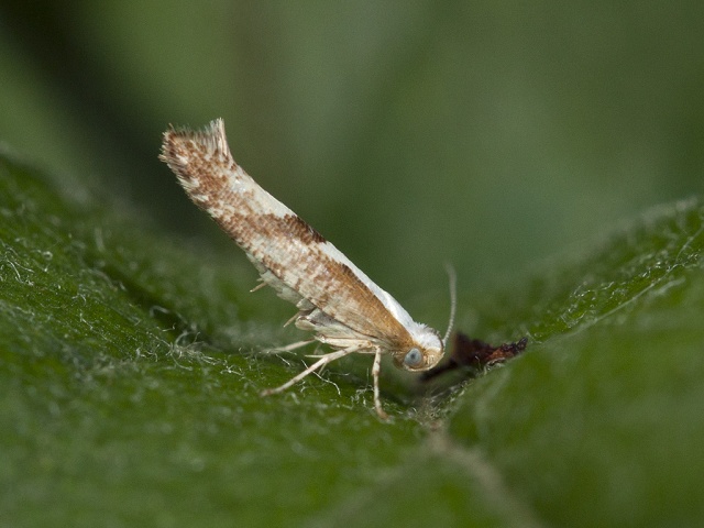 Cherry Fruit Moth (Argyresthia pruniella)