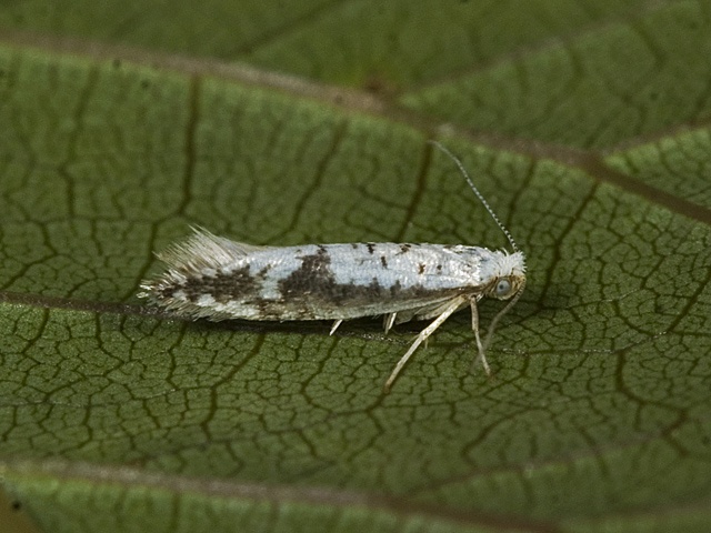 Netted Argent (Argyresthia retinella)