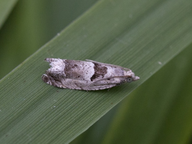 Small Birch Bell (Epinotia ramella)