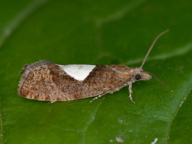 Variable Bell (Epinotia solandriana)