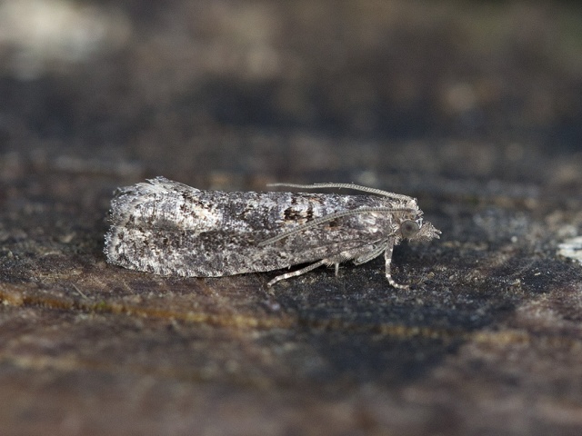 Dark Aspen Bell (Epinotia maculana)