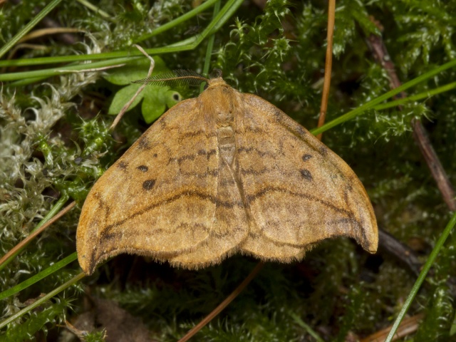 Dusky Hook-tip (Drepana curvatula)