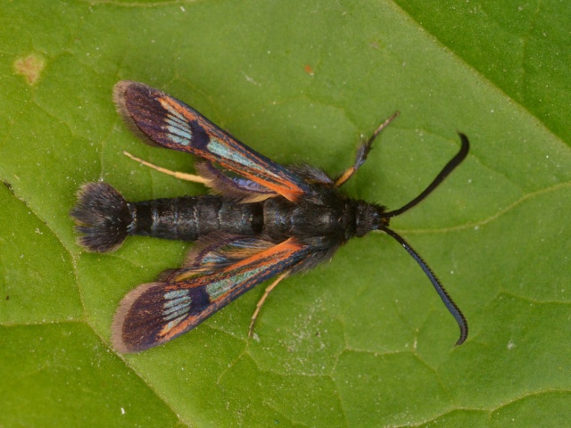 Fjellglassvinge (Synanthedon polaris)