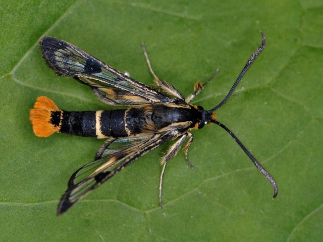 Welsch Clearwing (Synanthedon scoliaeformis)