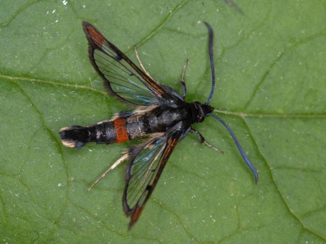 Red-tipped Clearwing (Synanthedon formicaeformis)