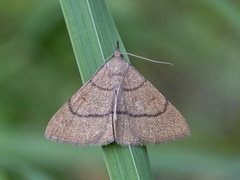 Clay Fan-foot (Paracolax tristalis)