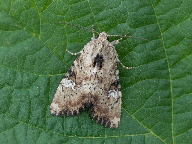 Slender Brindle (Apamea scolopacina)