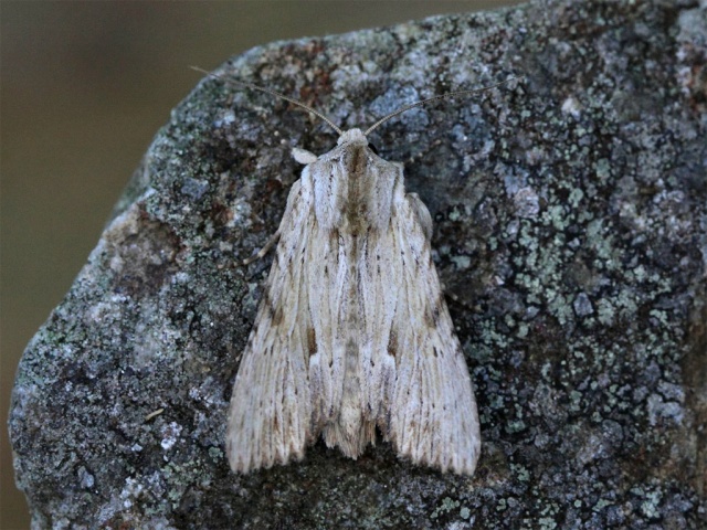 Light Arches (Apamea lithoxylaea)