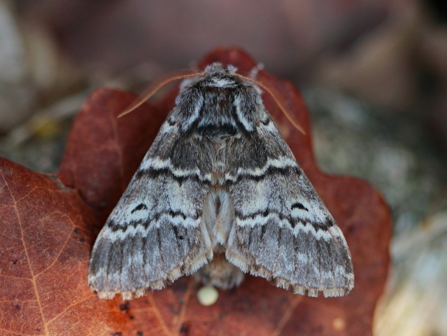 Lunar Marbled Brown (Drymonia ruficornis)