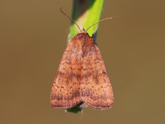 Least Yellow Underwing (Noctua interjecta)