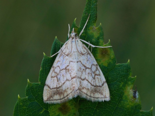 Chequered Straw (Evergestis pallidata)