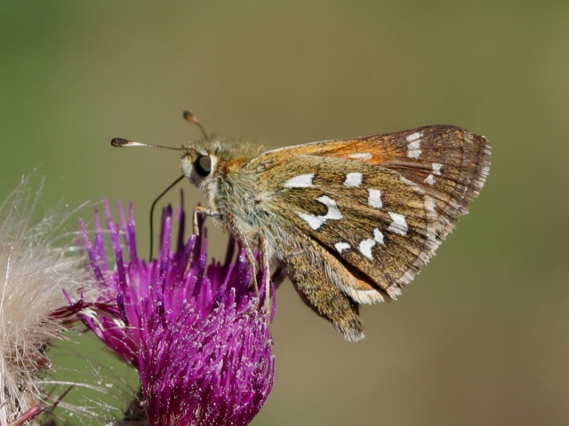 Kommasmyger (Hesperia comma)