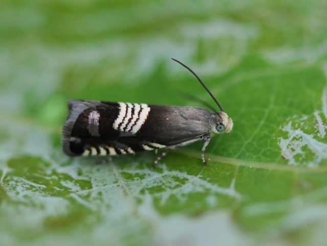 Triple-stripe Piercer (Grapholita compositella)