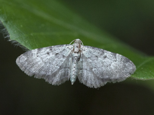 Bilberry Pug (Pasiphila debiliata)