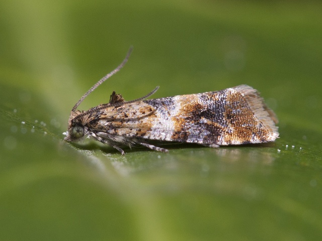 Oak Marble (Lobesia reliquana)