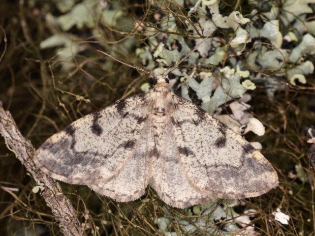 Dotted Carpet (Alcis jubata)