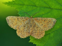 Orange Moth (Angerona prunaria)