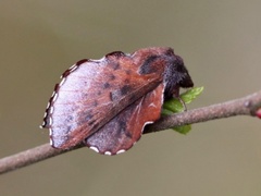 Small Lappet (Phyllodesma ilicifolia)