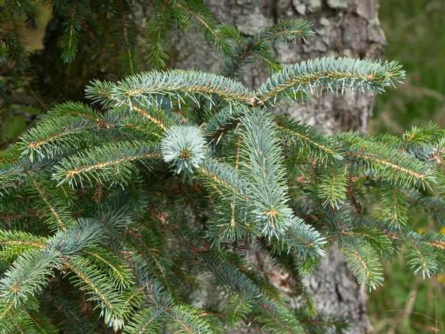 Sitka Spruce (Picea sitchensis)