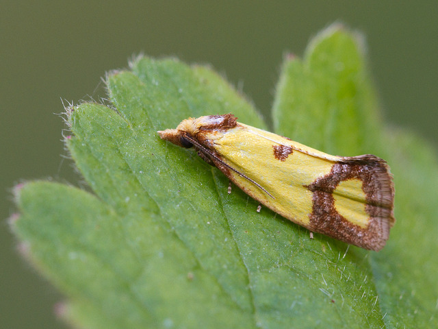 Knapweed Conch (Agapeta zoegana)