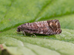 Codling Moth (Cydia pomonella)