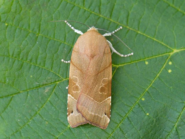 Broad-bordered Yellow Underwing (Noctua fimbriata)