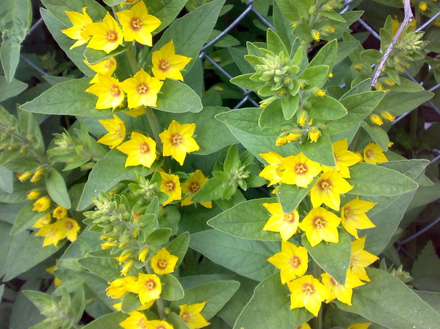 Fagerfredløs (Lysimachia punctata)