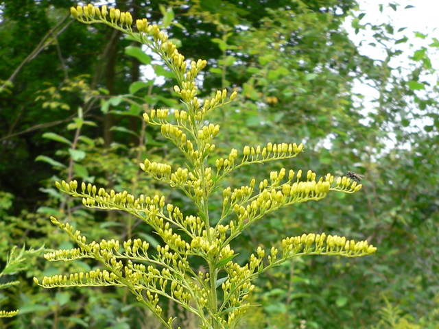 Kanadagullris (Solidago canadensis)