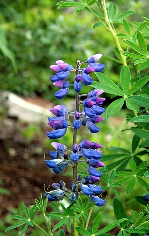 Sandlupin (Lupinus nootkatensis)