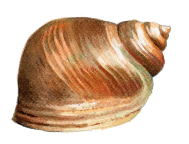 Steinsnegl (Littorina saxatilis)