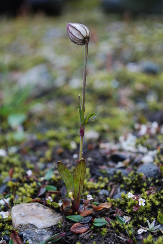 Blindurt (Silene wahlbergella)