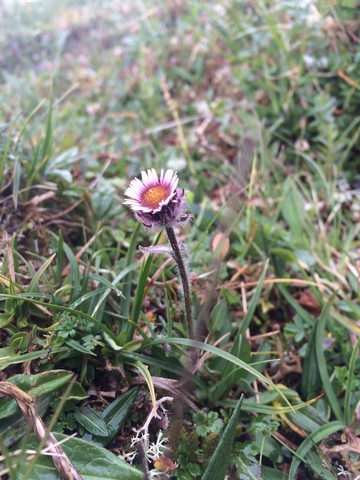 Alpine Fleabane (Erigeron borealis)