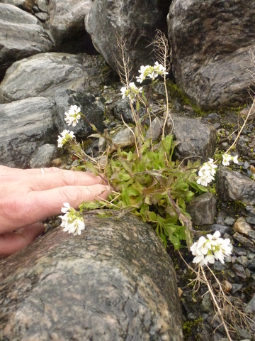 Alpine Rock-cress (Arabis alpina)