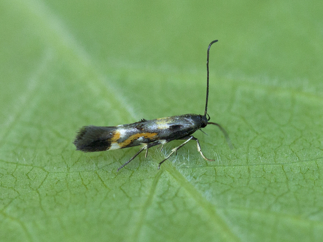 Red Cosmet (Mompha locupletella)