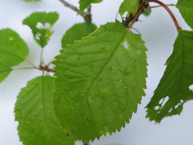 Gean, Wild Cherry (Prunus avium)