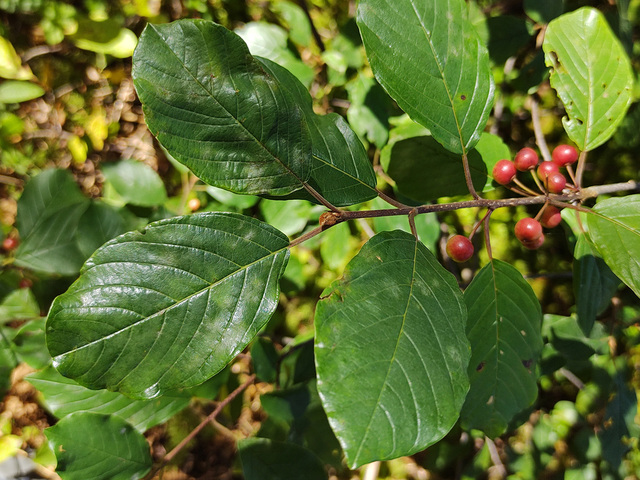 Alder Buckthorn (Frangula alnus)