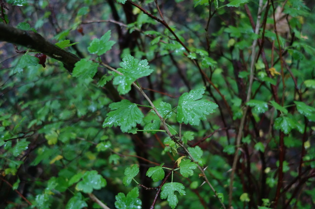 Gooseberry (Ribes uva-crispa)