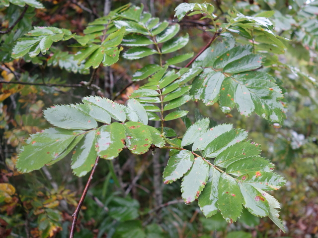 Fagerrogn (Sorbus meinichii)