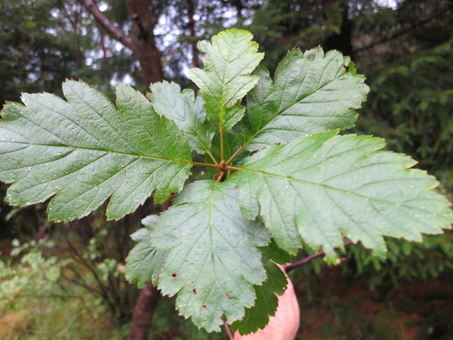 Svensk asal (Sorbus intermedia)