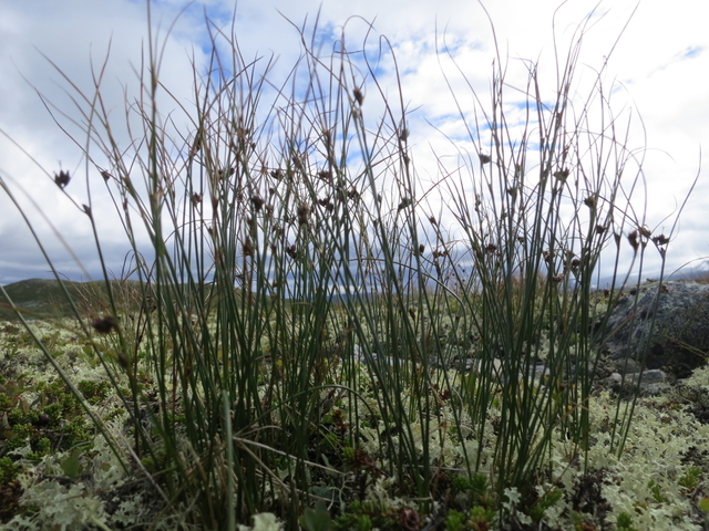 Rabbesiv (Juncus trifidus)