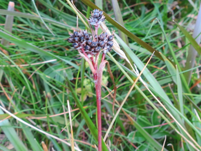 Fjellkastanjesiv (Juncus castaneus subsp. castaneus)