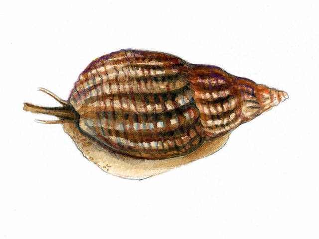 Nettsnegl (Nassarius incrassatus)