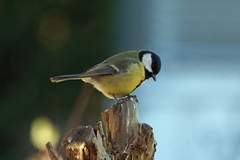 Kjøttmeis (Parus major)