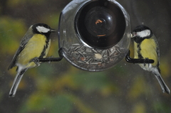 Kjøttmeis (Parus major)