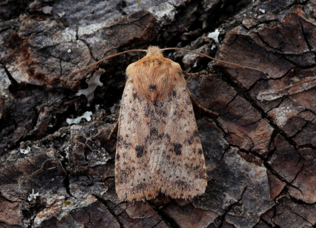 Dotted Chestnut (Conistra rubiginea)