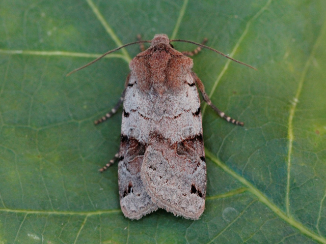 Brown-spot Pinion (Agrochola litura)