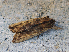 Tawny Pinion (Lithophane semibrunnea)